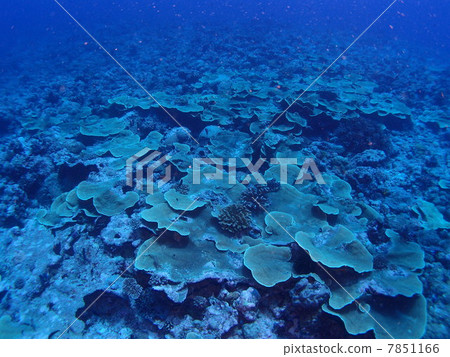 An unusual coral reef in Palau An unusual coral reef in Palau 7851166