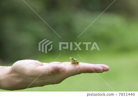 Japanese rice toad in a palm of hand Japanese rice toad in a palm of hand 7851440