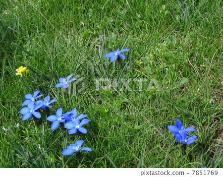Swiss Alps Flower Entien / Spring Gentian Swiss Alps Flower Entien / Spring Gentian 7851769