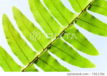 leaf fragment of window ferny plant light sky background leaf fragment of window ferny plant light sky background 7851780
