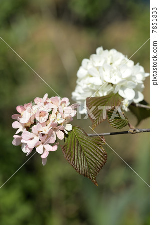 Odemari (big hand) Odemari (big hand) 7851833