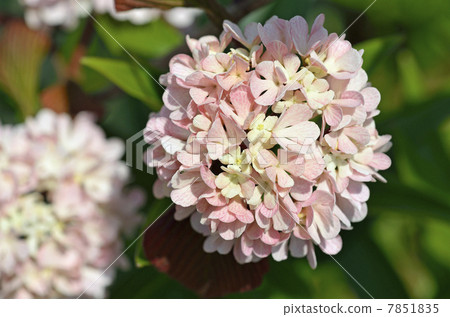 Odemari (big hand) Odemari (big hand) 7851835