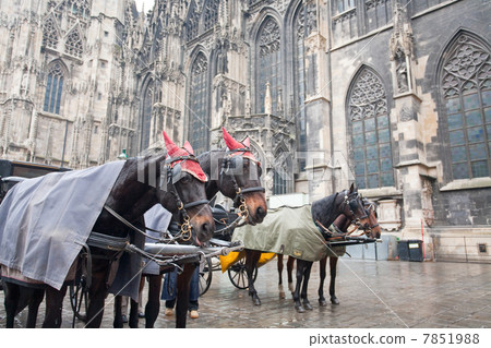 horse carriage in Vienna, Austria horse carriage in Vienna, Austria 7851988