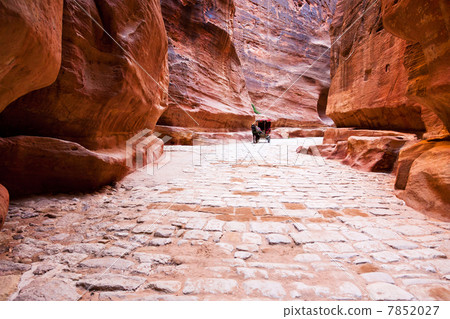 Siq passage in city Petra, Jordan Siq passage in city Petra, Jordan 7852027