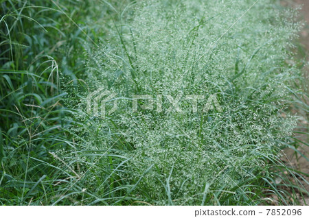 我叫Niwa Garden Dust。 7852096