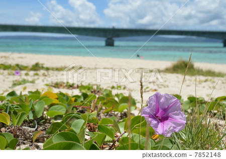 Koryu Bei Beach · Koryu Ushi Ohashi · Purple Gumbai Hirugao (Kuriyuri Island / Okinawa Prefecture Nakijin Village) 7852148