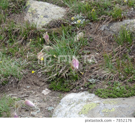 Swiss Alps Flower Okinagu Prusatira Bernaris Swiss Alps Flower Okinagu Prusatira Bernaris 7852176