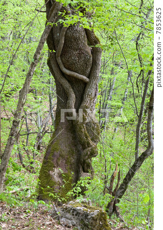 spring forest 7853625