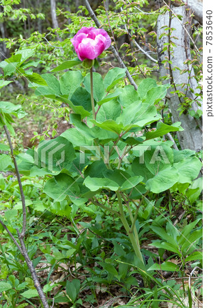 peony flower 7853640