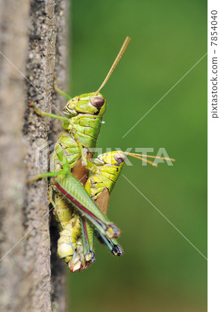 Mating of Miyama Fuki Bata Mating of Miyama Fuki Bata 7854040