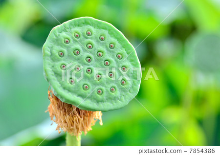 Lotus flower tray Lotus flower tray 7854386