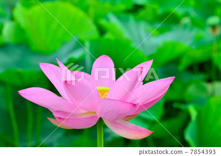 Ancient lotus 7854393