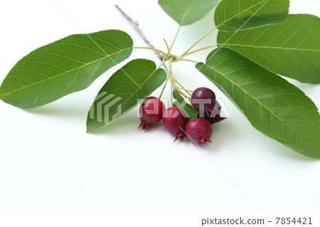 六月漿果 7854421