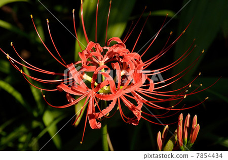 Cluster amaryllis Cluster amaryllis 7854434