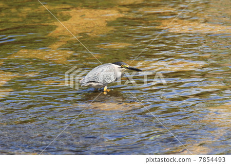 Sasagoi Sasagoi 7854493