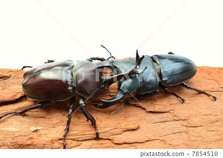 Confrontation whiteback on domestic Okuwagata vs. domestic beetle bark bark 7854510