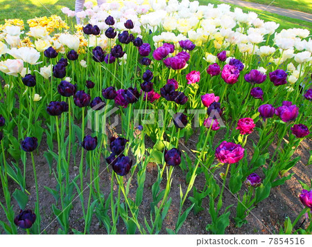 Tulip Tulip 7854516