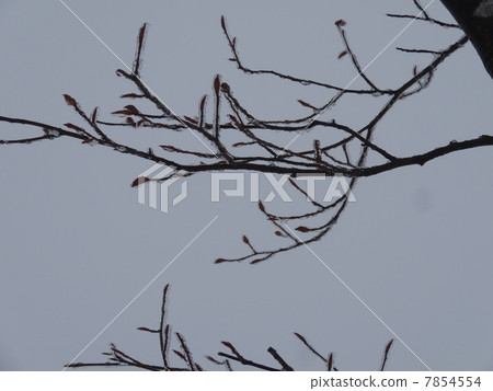 冷凍的分支 7854554