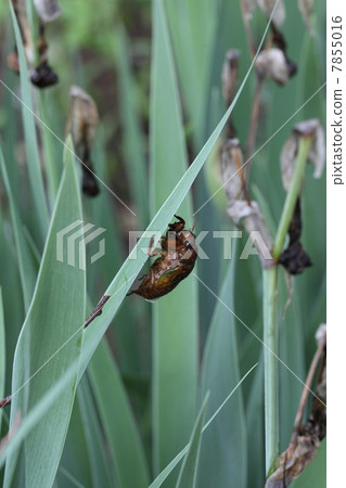 Semi larvae Semi larvae 7855016