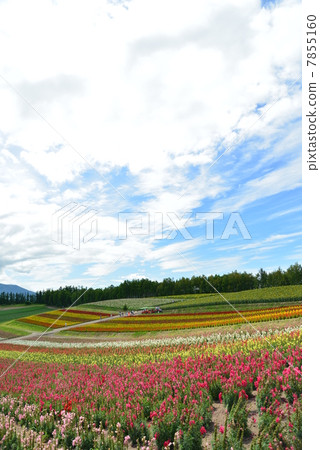 Shikisai Ayako Shikisai Ayako 7855160