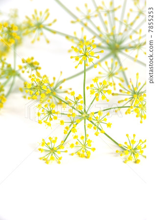 Fennel 7855253