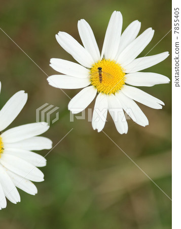 Margaret Margaret 7855405