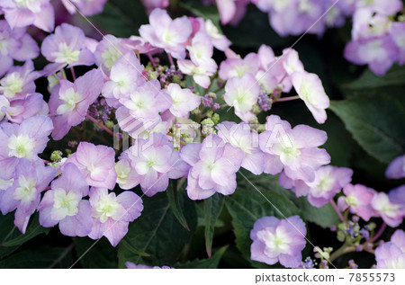 Hydrandia“小愛” Hydrandia“小愛” 7855573