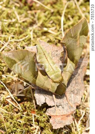 Powered by Translate Powered by Translate 7855710