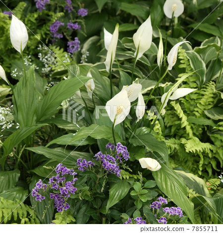 Spatialism and Duranta · Takarazuka Spatialism and Duranta · Takarazuka 7855711