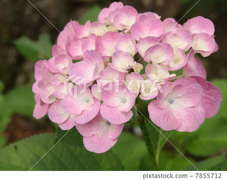 Hydrangea Hydrangea 7855712