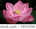 Lotus 3 7855996