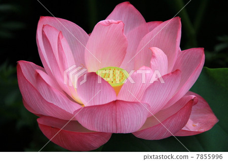Lotus 3 Lotus 3 7855996