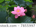 Lotus 4 7855997