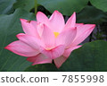 Lotus 5 7855998