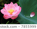 Lotus 6 7855999
