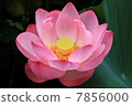 Lotus 7 7856000