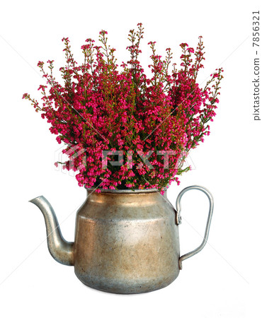 Bunch of heather in vintage metal pot, isolated Bunch of heather in vintage metal pot, isolated 7856321