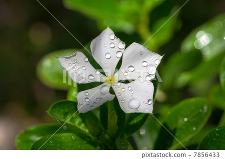 Garden white flower covered with water droplets Garden white flower covered with water droplets 7856433