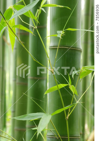 Bamboo Bamboo 7856936