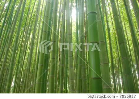Green bamboo grove Green bamboo grove 7856937