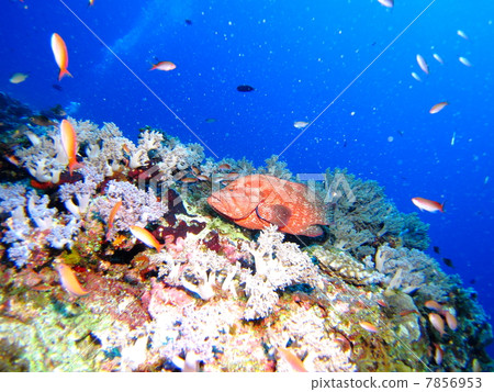 Coral Reef and Azahata 7856953