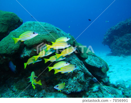 Flock of Yosugefedai Flock of Yosugefedai 7856991