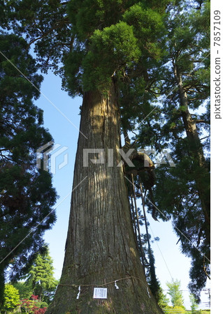 Murayama Asama Shrine Millennium Cedar 7857109