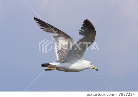 Spread the wings ... 7857224