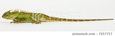 Murray Kishi Lizard 7857757