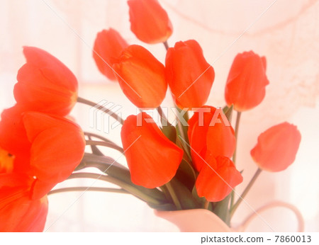 花圖像紅色類型 7860013