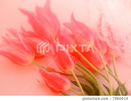 花圖像紅色類型 7860014