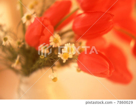 花圖像紅色類型 7860029