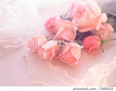 Flower image pink color system Flower image pink color system 7860032