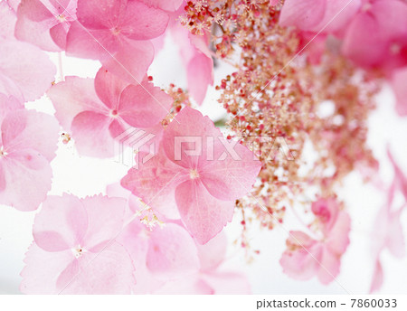花圖像粉紅色系統 7860033